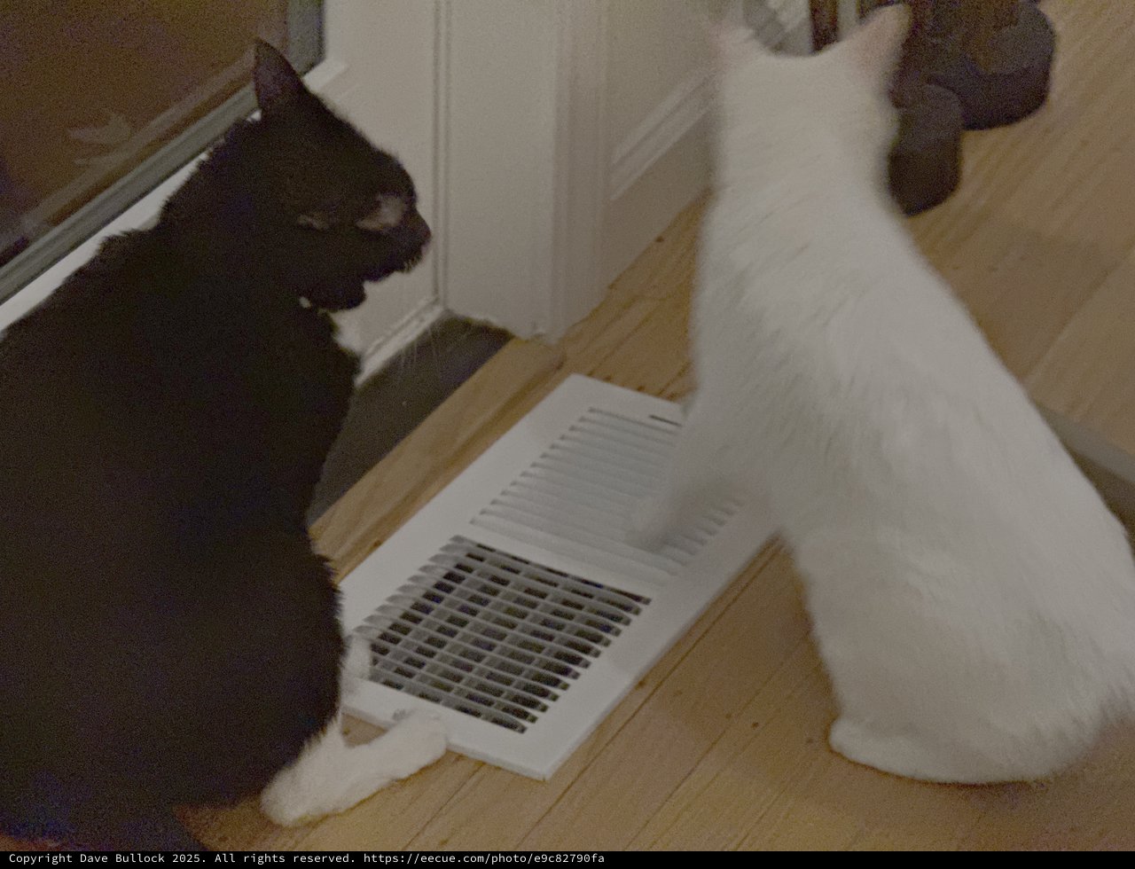Two Cats Investigating Floor Heating Vent