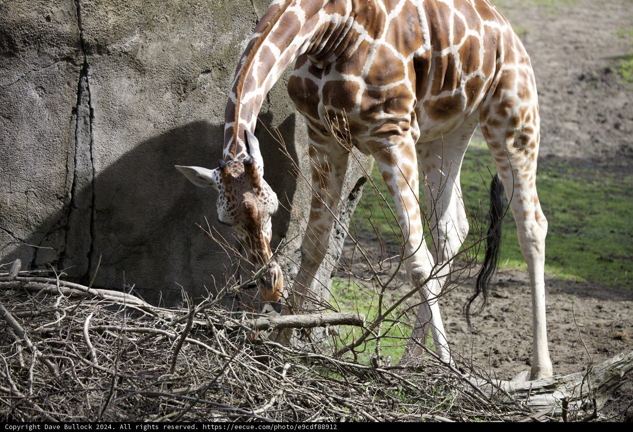 Graceful Giants at Feeding Time