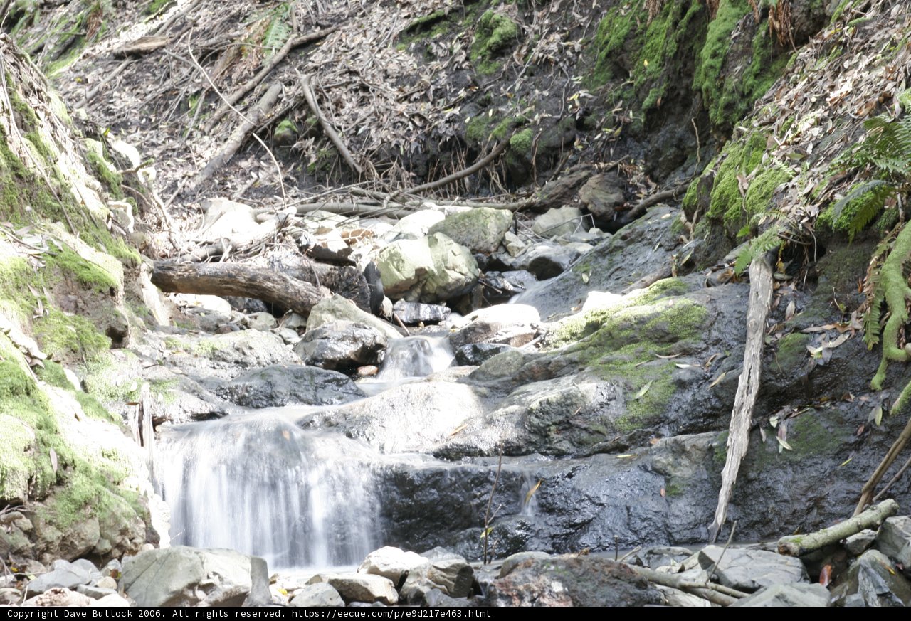 Serenity in the Woods