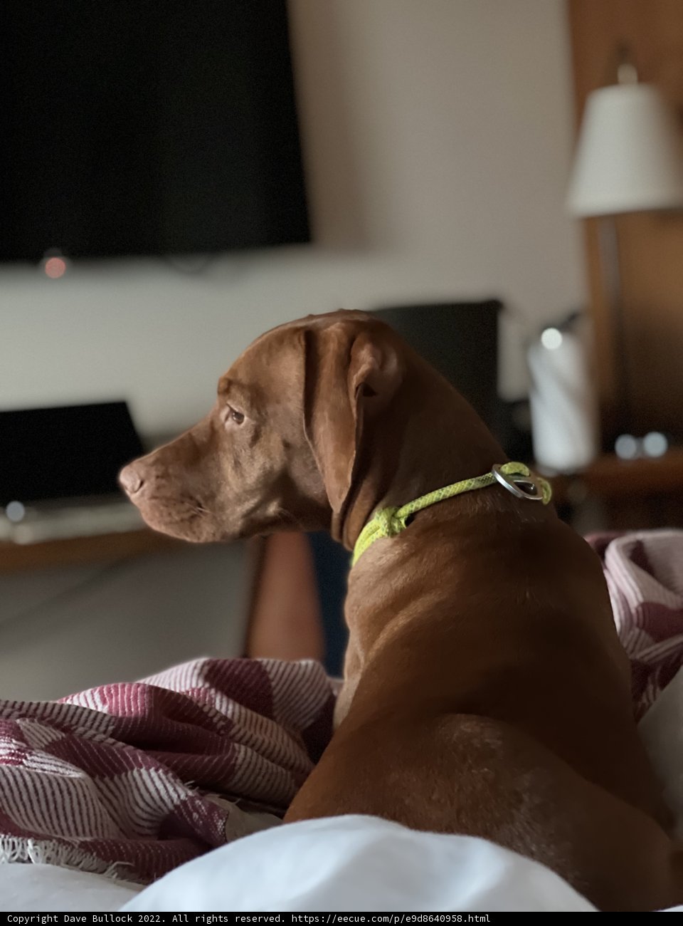 Comfortable Companion