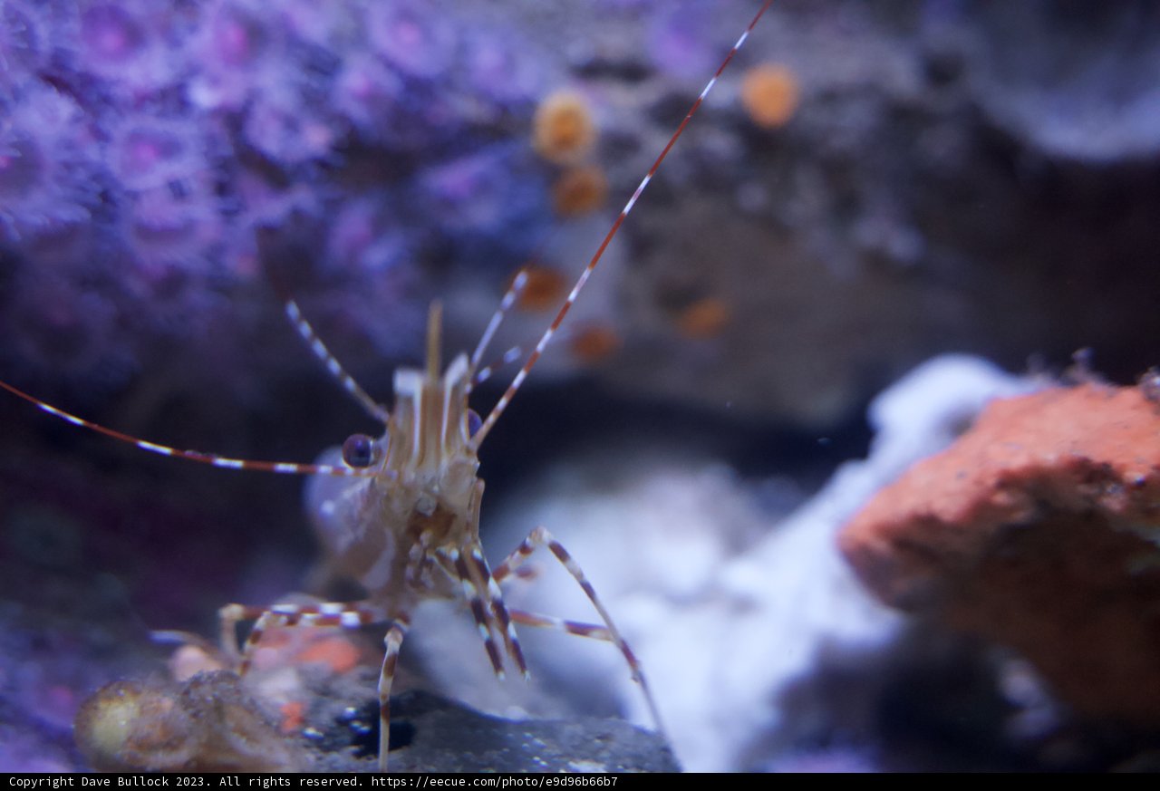 Enchanting Underwater Elegance in Monterey Bay Aquarium