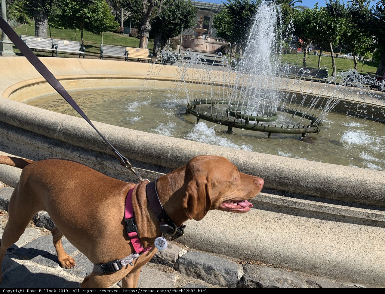 Canine at the Grand Fountain
