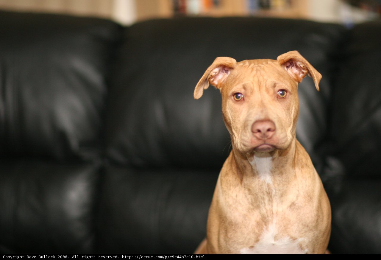 Pitbull Posing on a Plush Couch