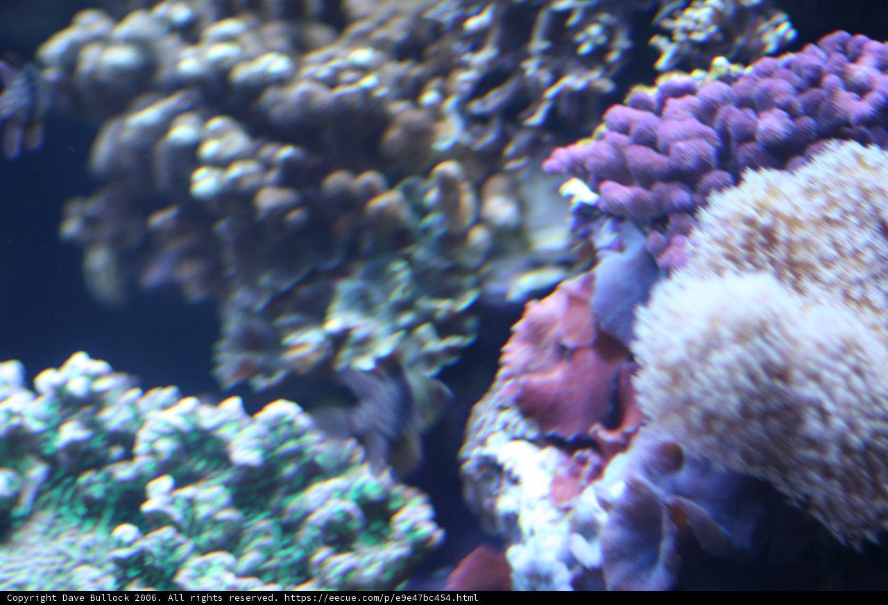 Serenity in the Reef