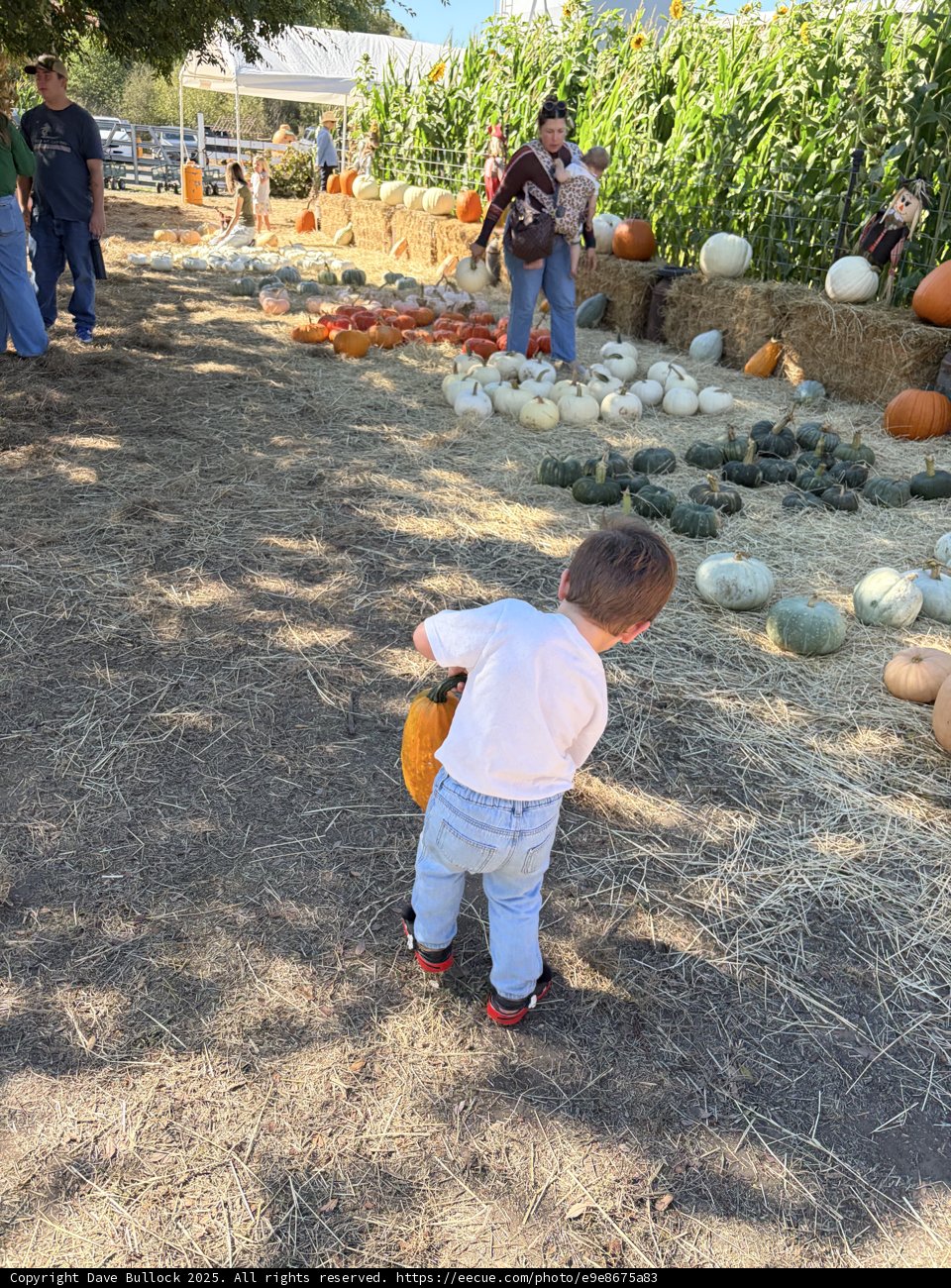 Pumpkin Picking Adventure