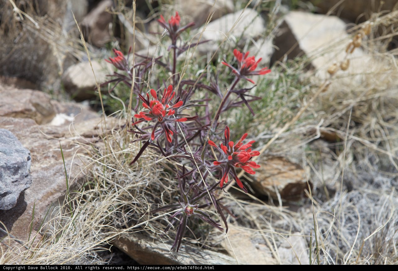 Lone Red Flower in the Rocky Desert