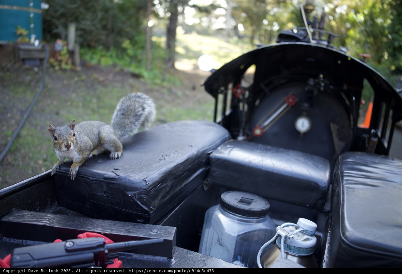 The Hitchhiking Squirrel at SF Zoo