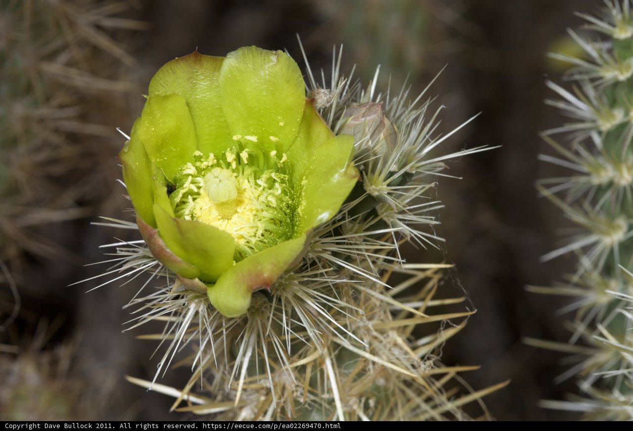 Prickly Beauty