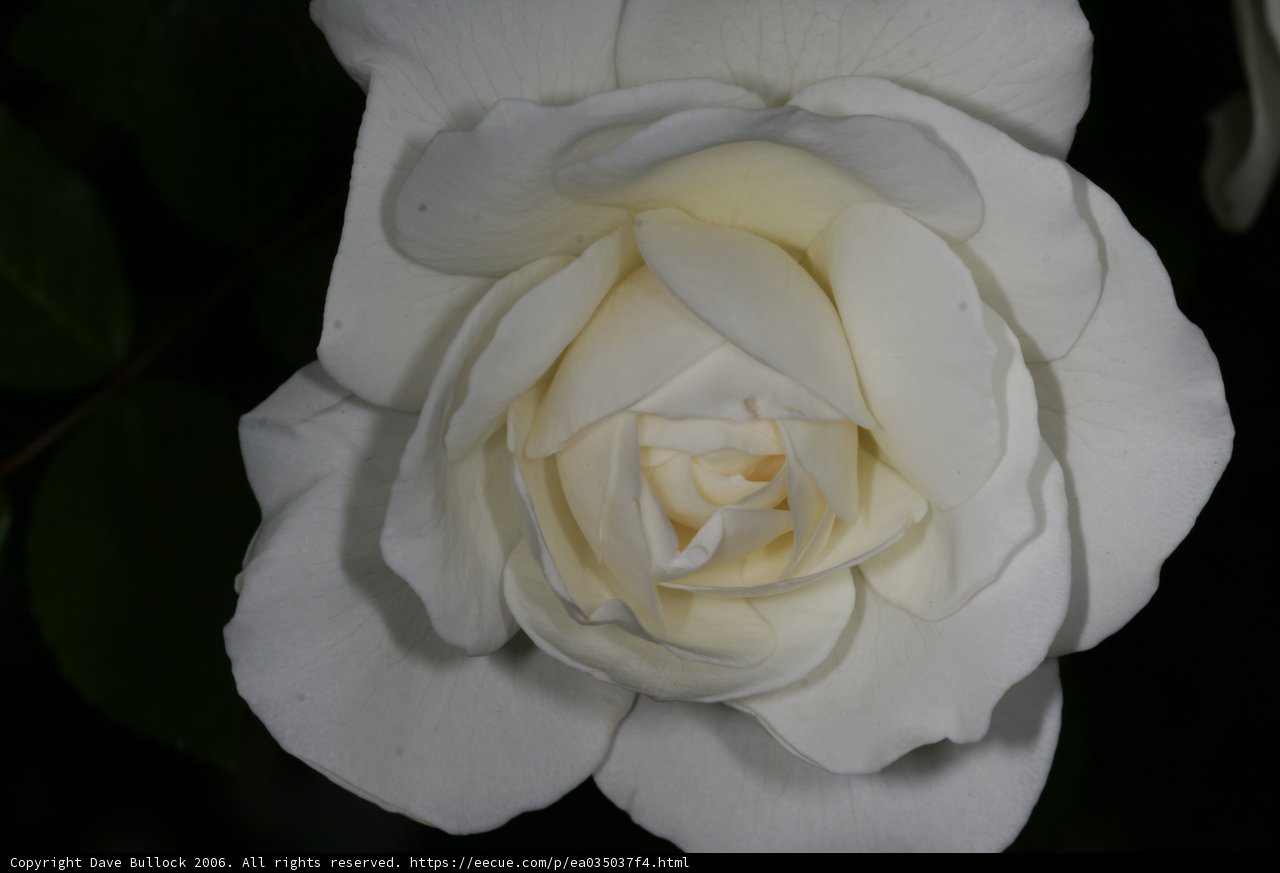 A Single White Rose in the Shadows