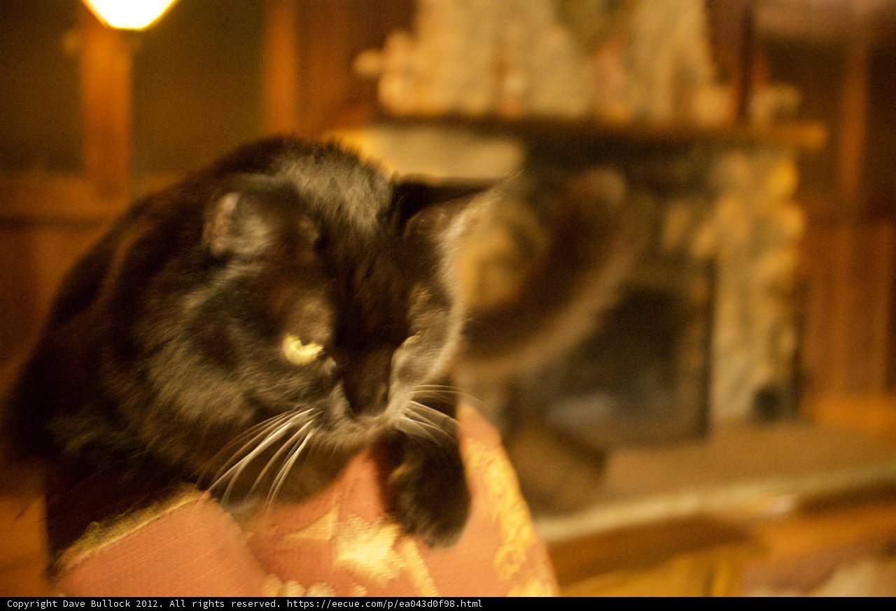 Black Beauty on a Cozy Couch