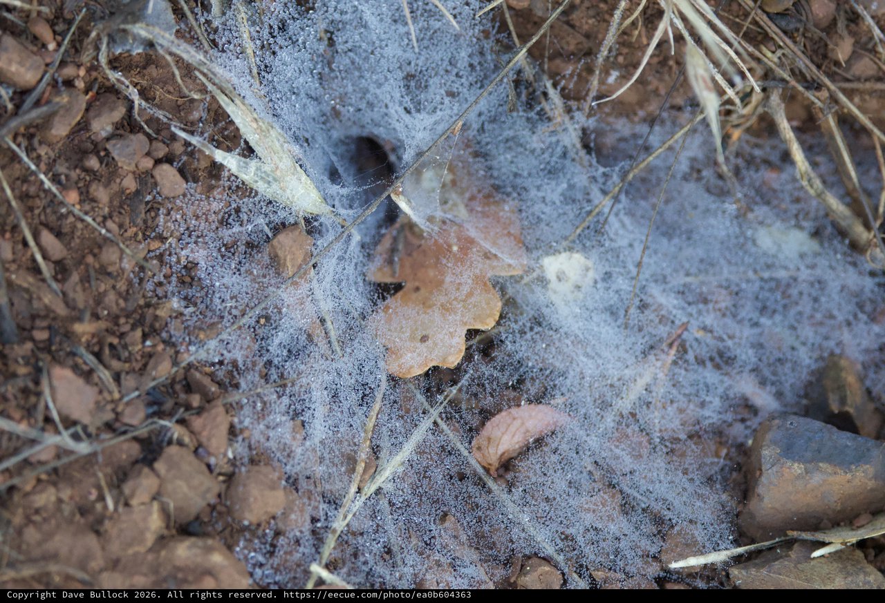 Spider Web Shroud Over Forest Floor Debris