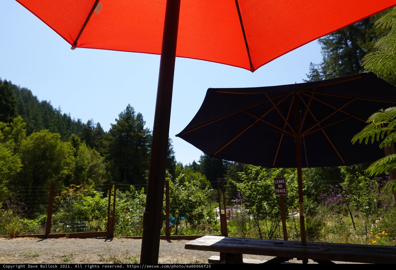 Colorful Umbrellas in Garden Setting