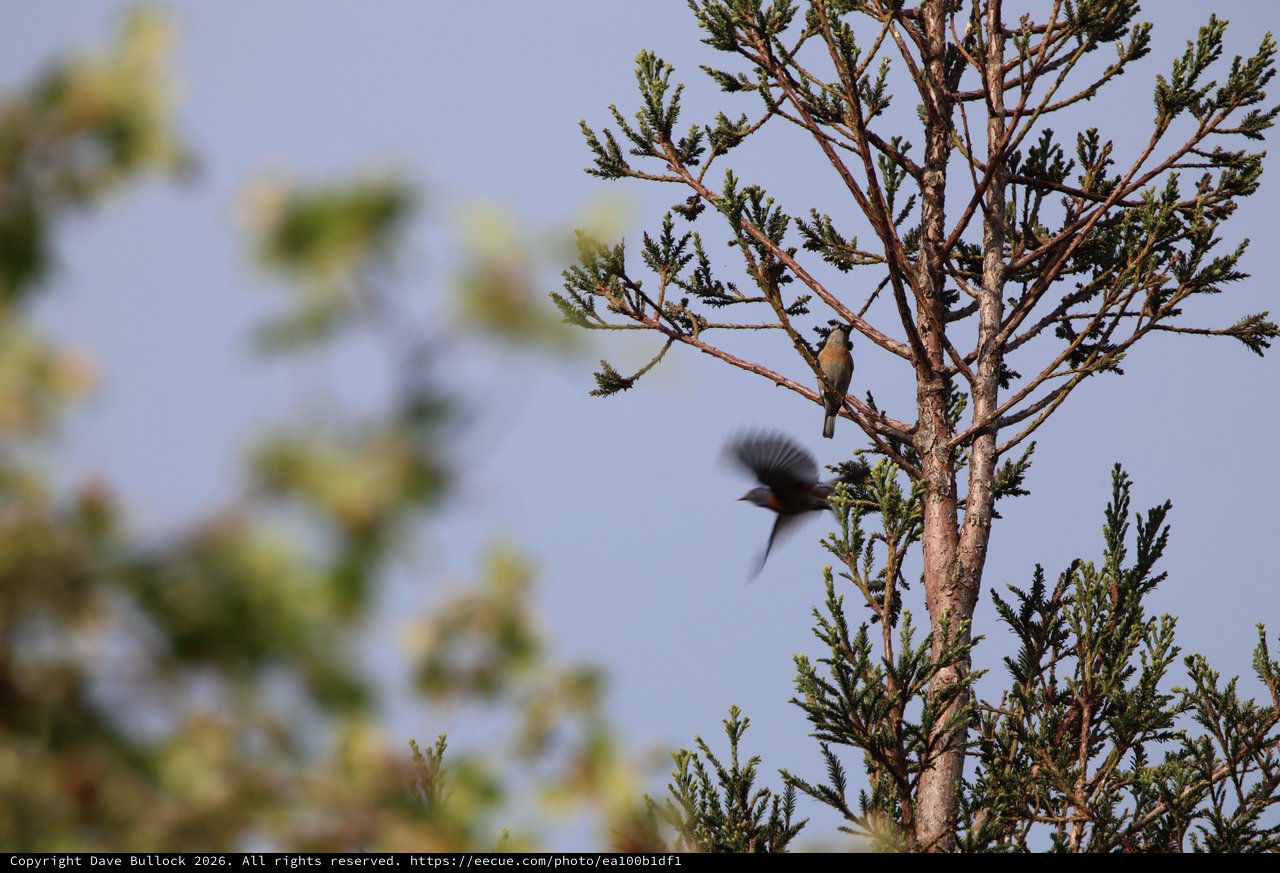 Birds in Flight Captured Among Evergreen Branches