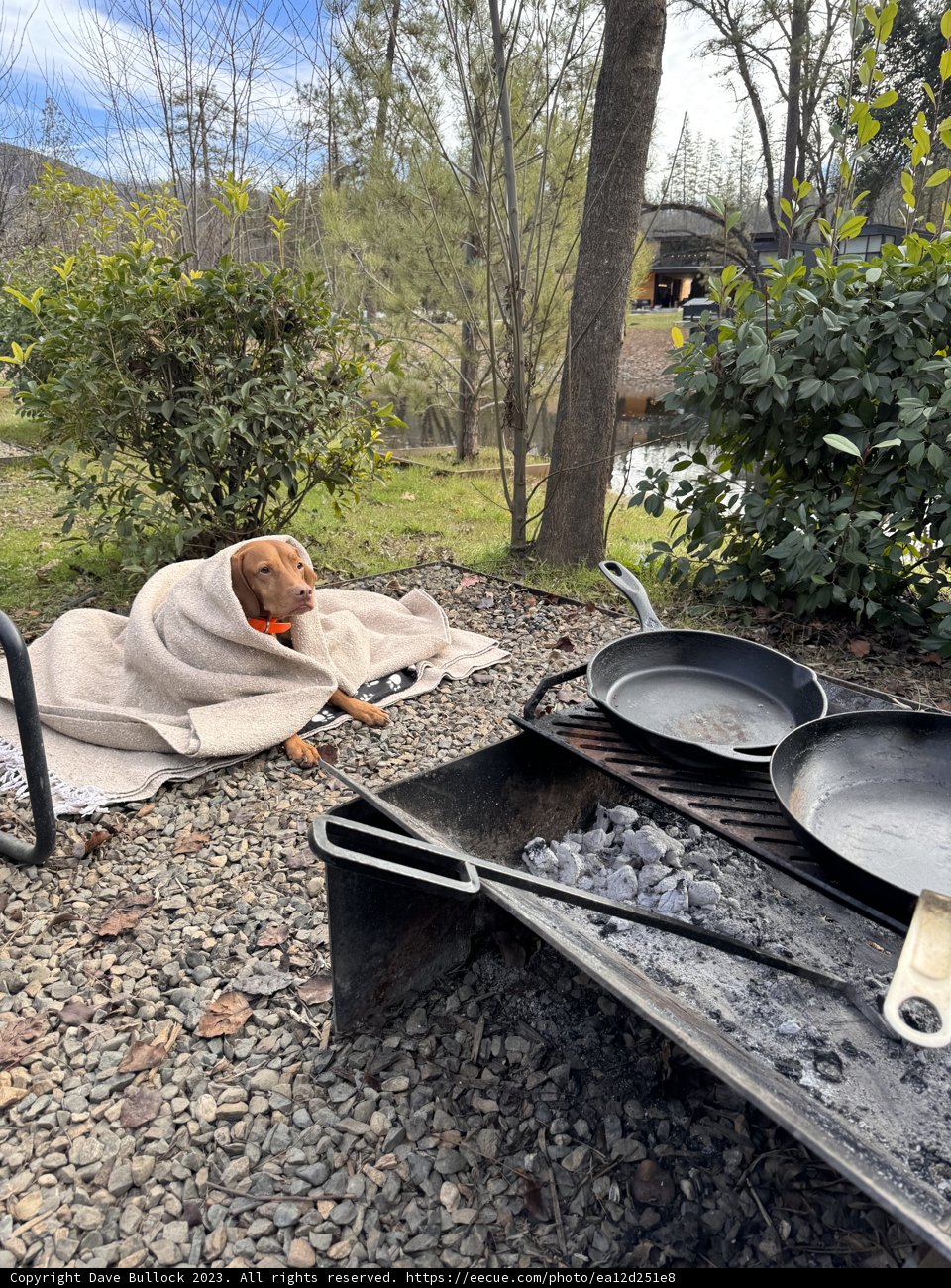 Unexpected Grilling Buddy