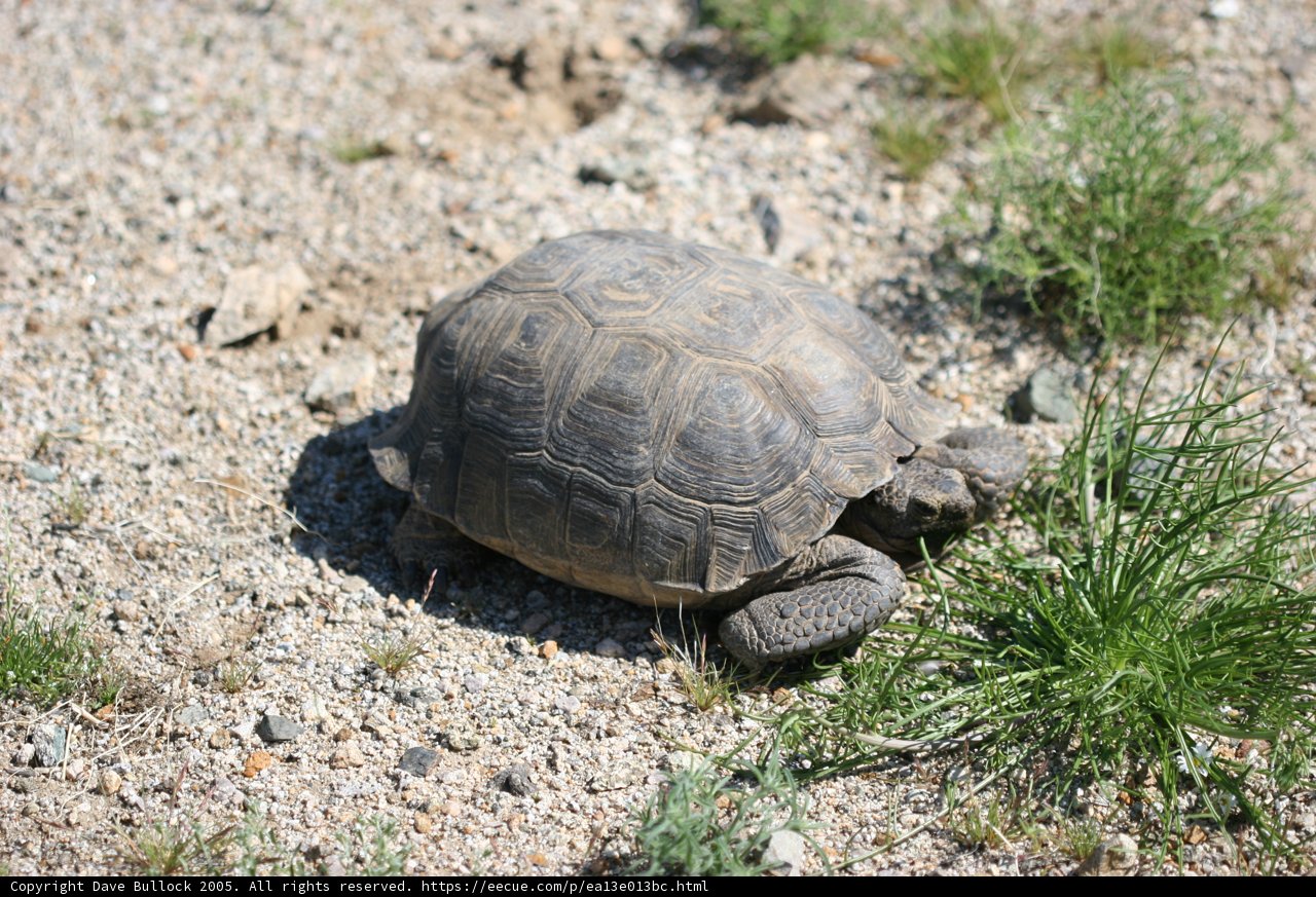 Slow and Steady Wins the Race