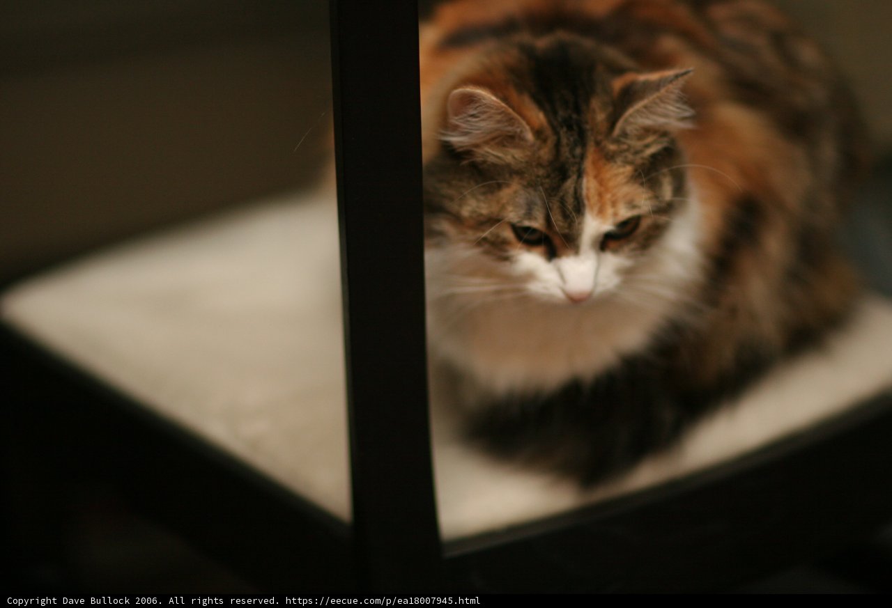 Feline Majesty