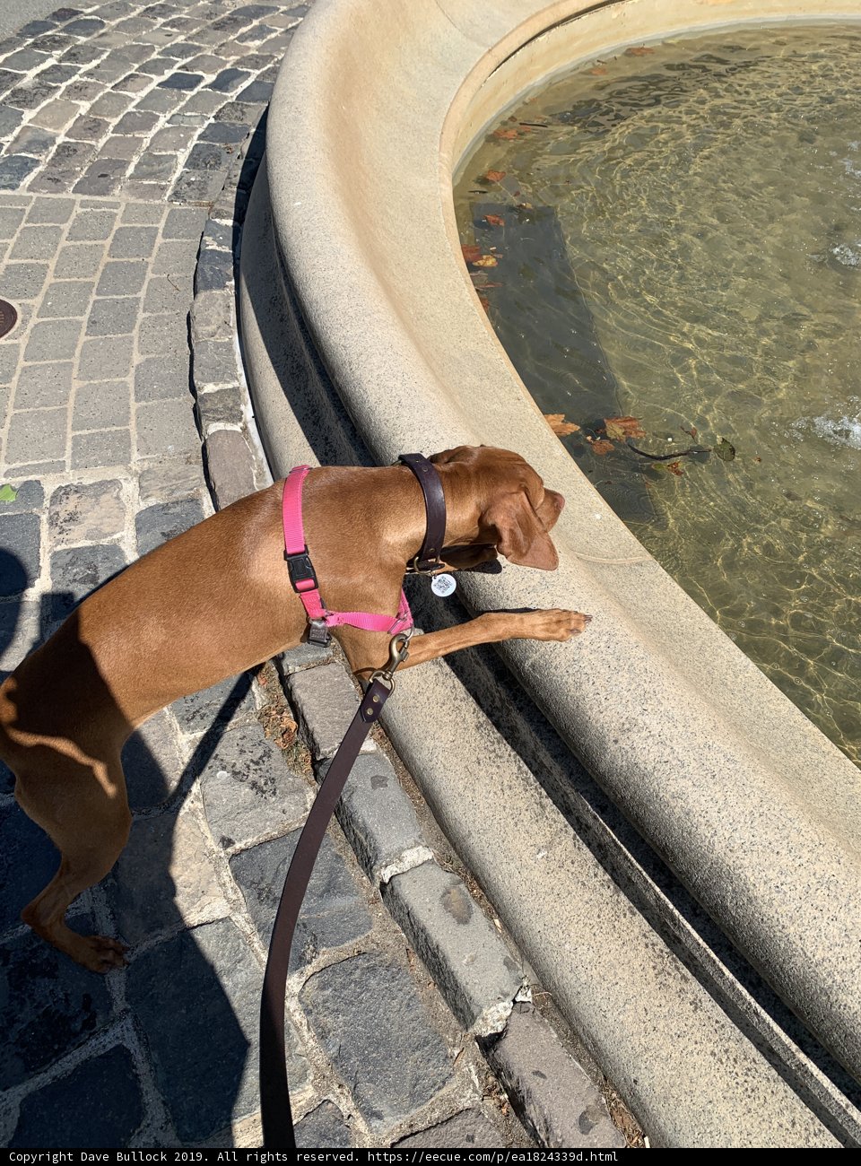 A Pooch's Paws at the Fountain