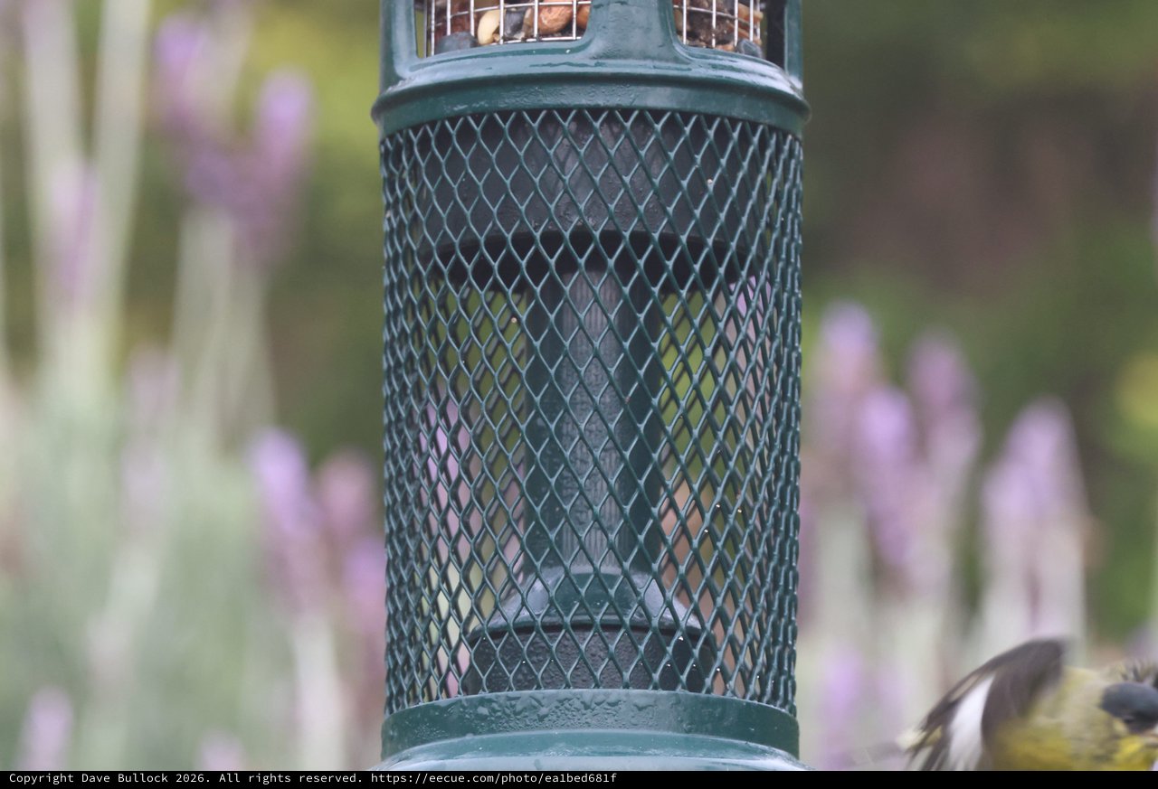 Green Mesh Bird Feeder in Garden Setting