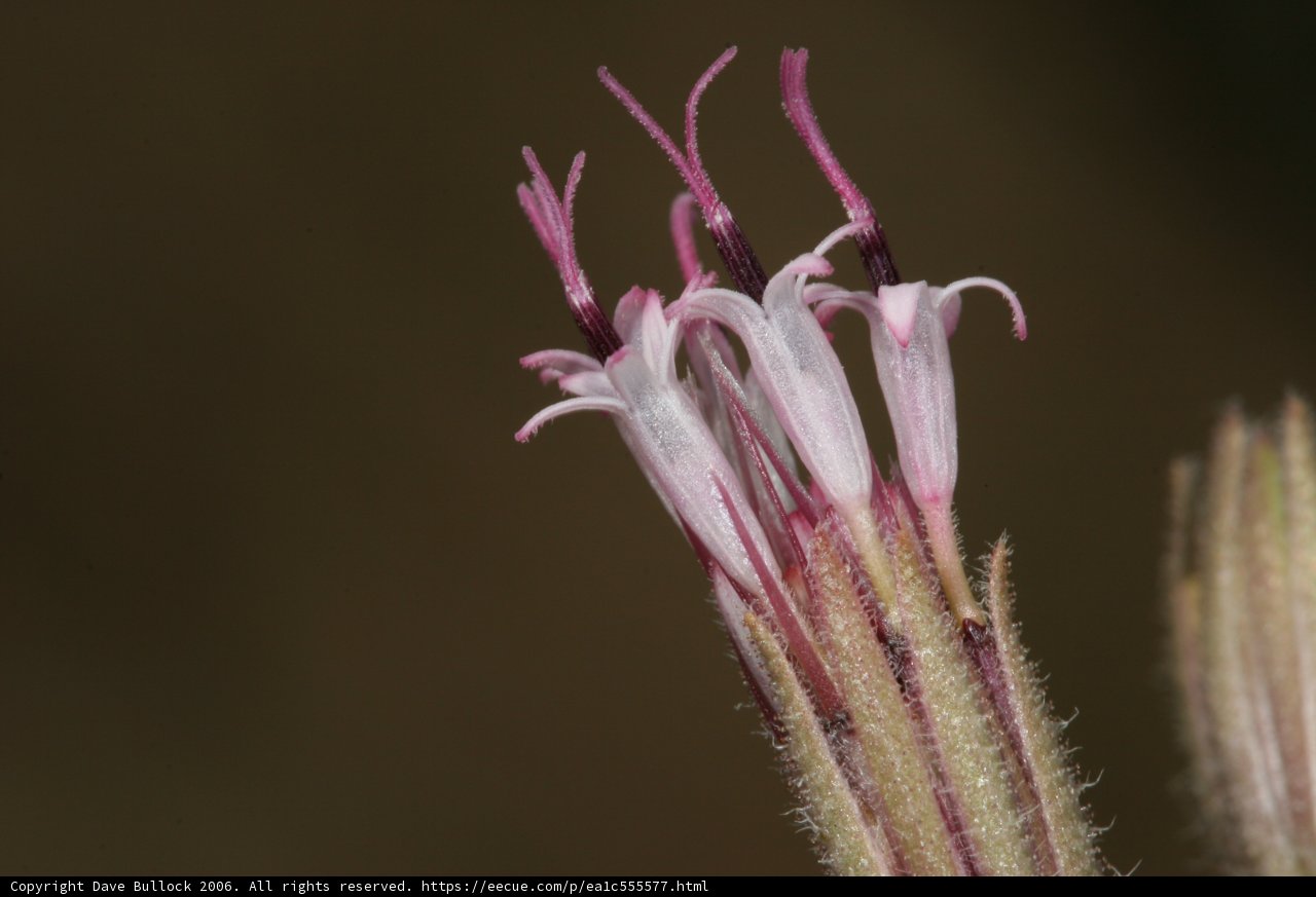 Blossoming Geranium