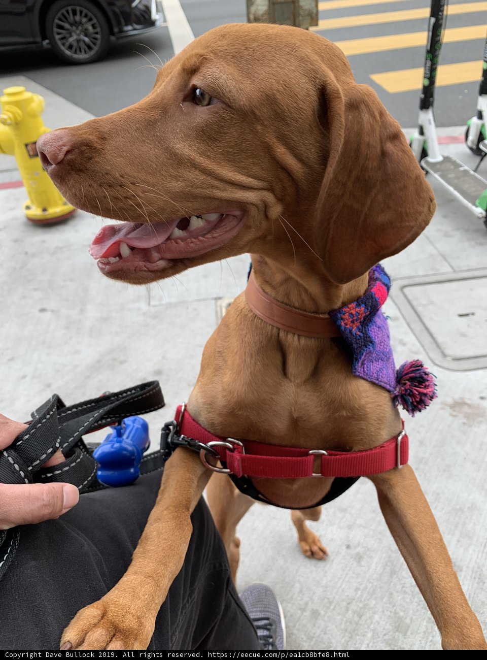 Canine Accessories for Walks in Los Angeles