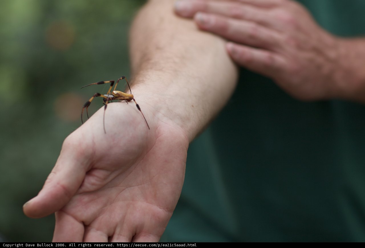 Spider on a Hand