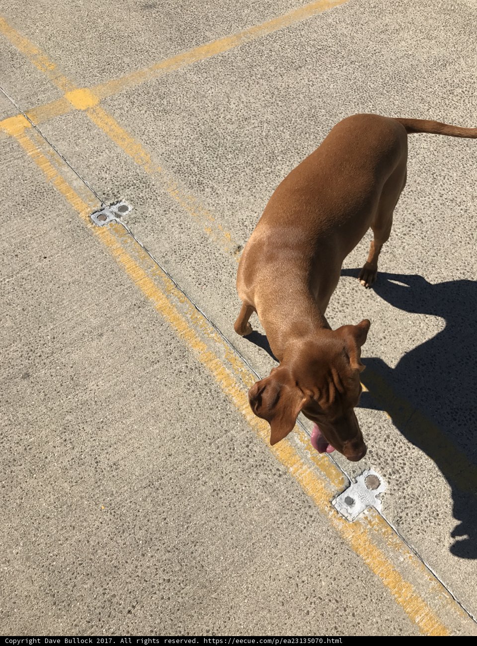 Pawsitively Frisbee obsessed