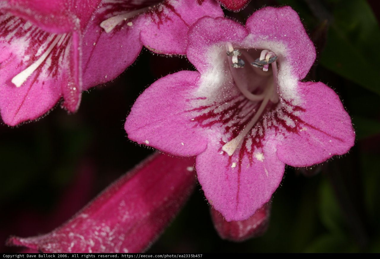 Pink Geranium bloom up close