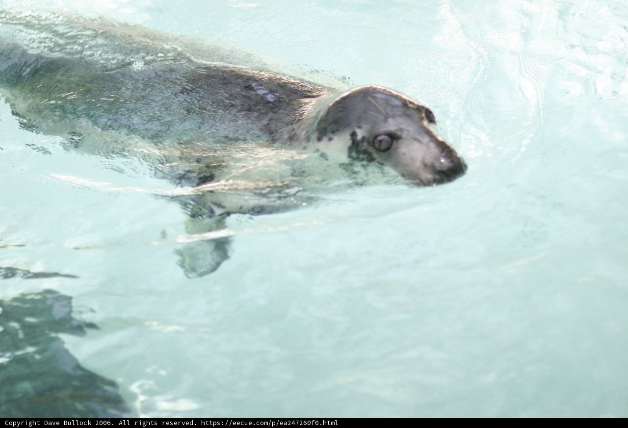Graceful Seal Gliding through the Waters