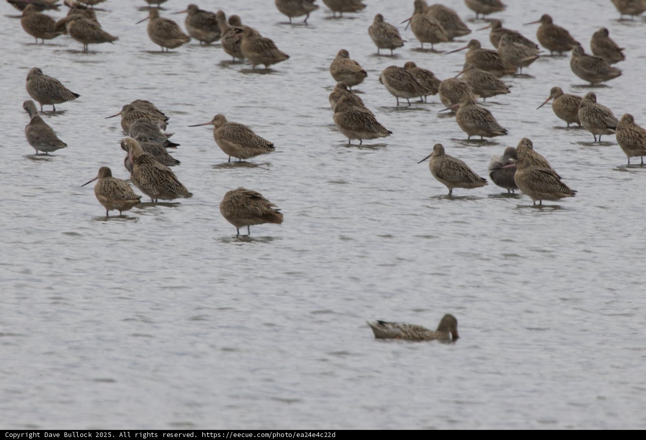 Symphony of Sandpipers