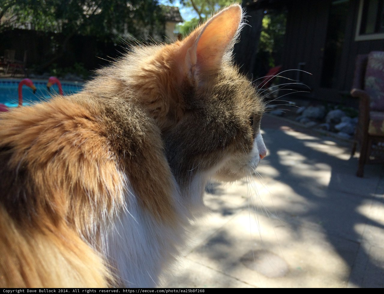 Contemplative Cat