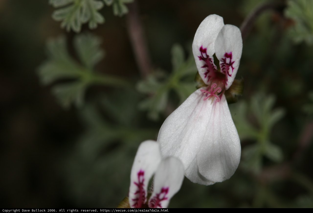 White Flower with Red and Pink Petals
