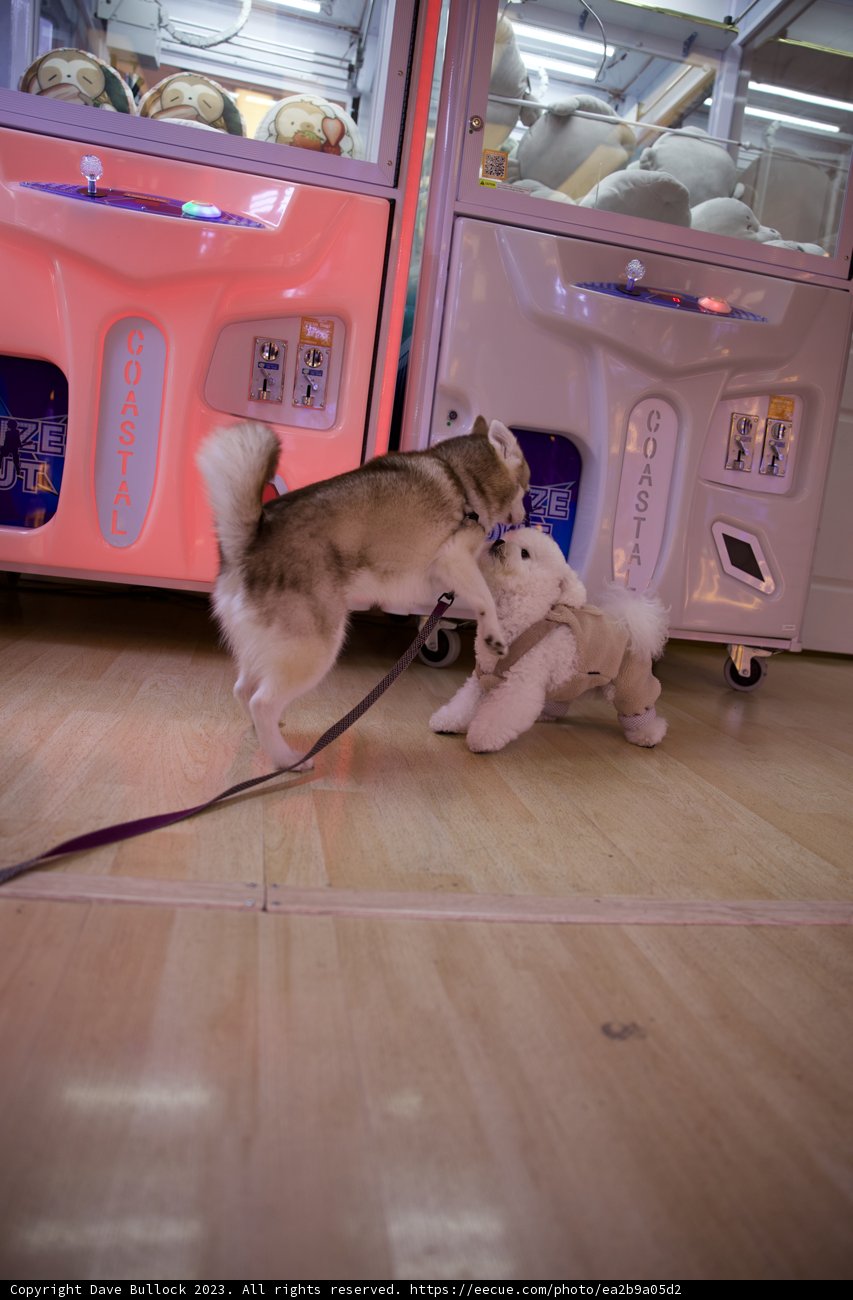 Playful Husky at Home