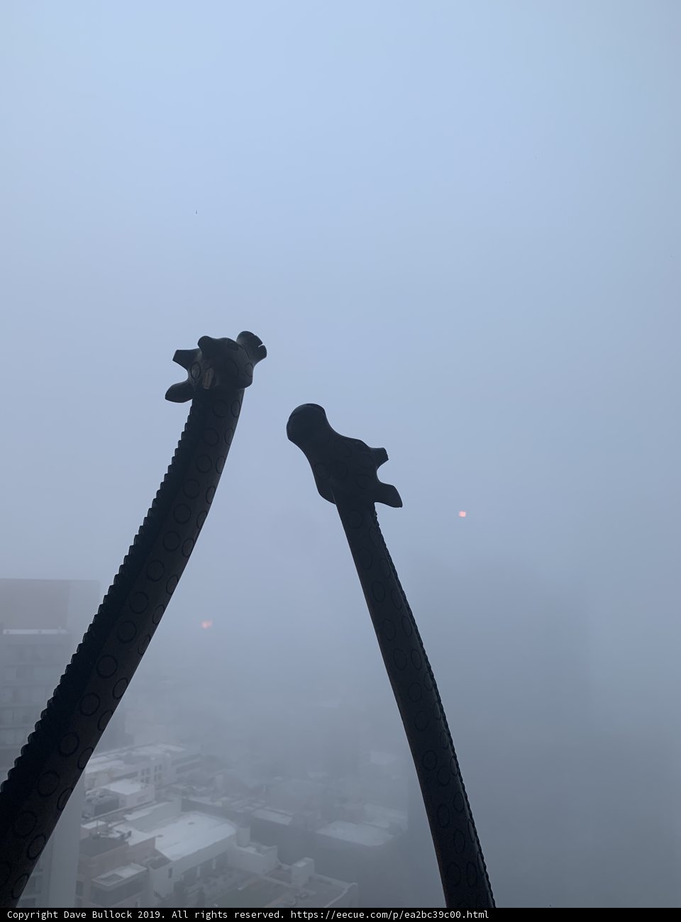 Giraffes in the Fog