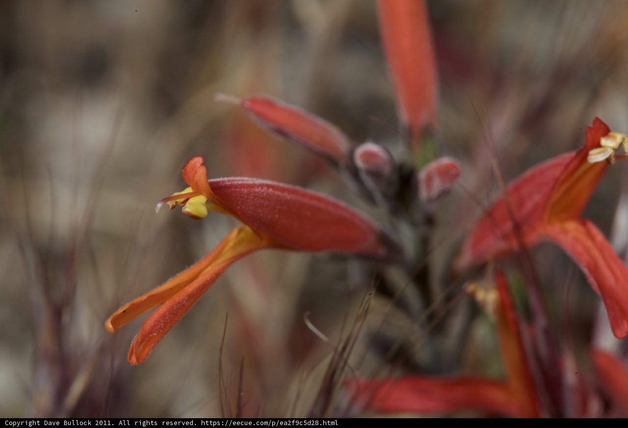 Red Flower with Yellow Petals