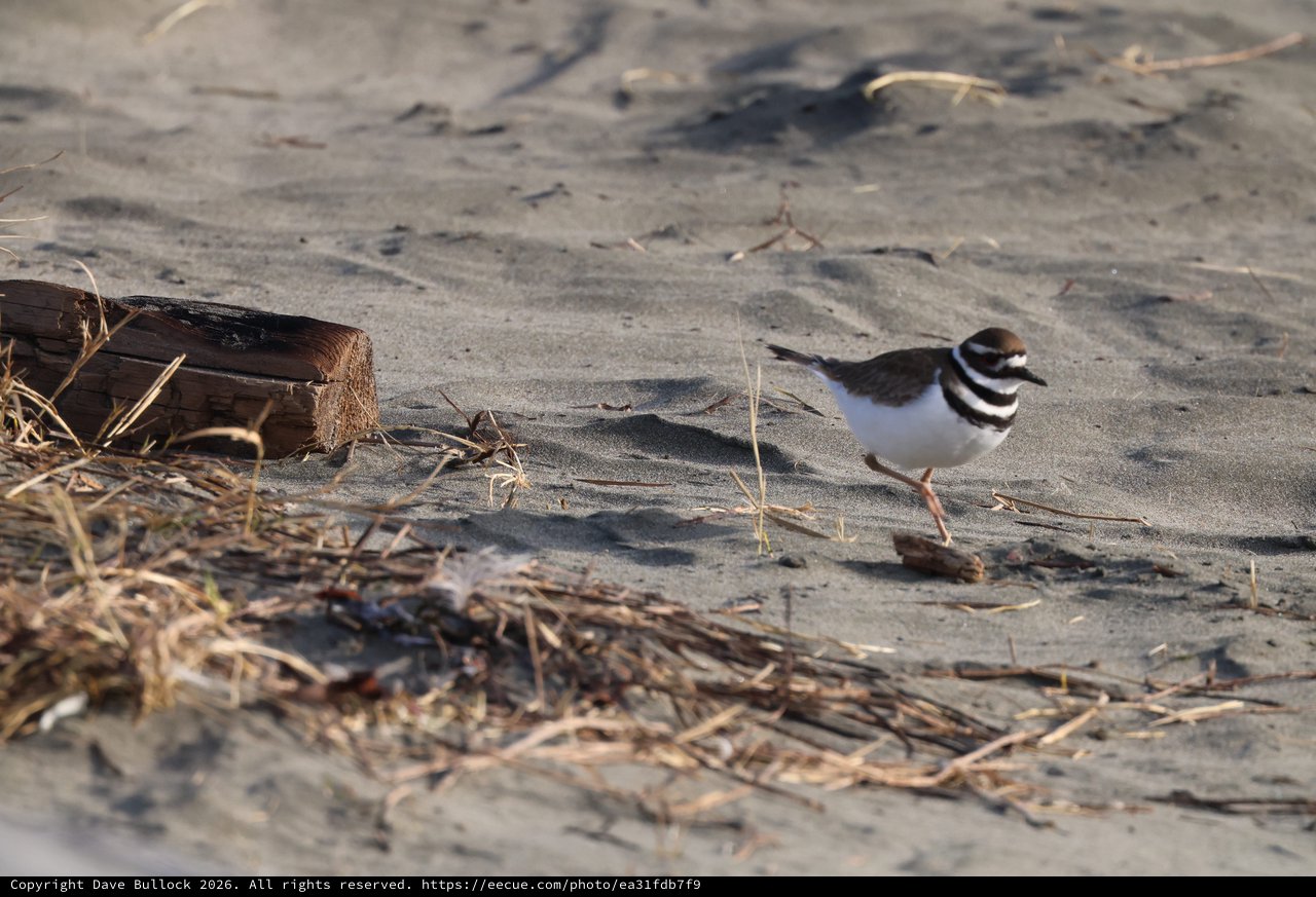 Killdeer Foraging on Sandy Beach at Drakes Beach