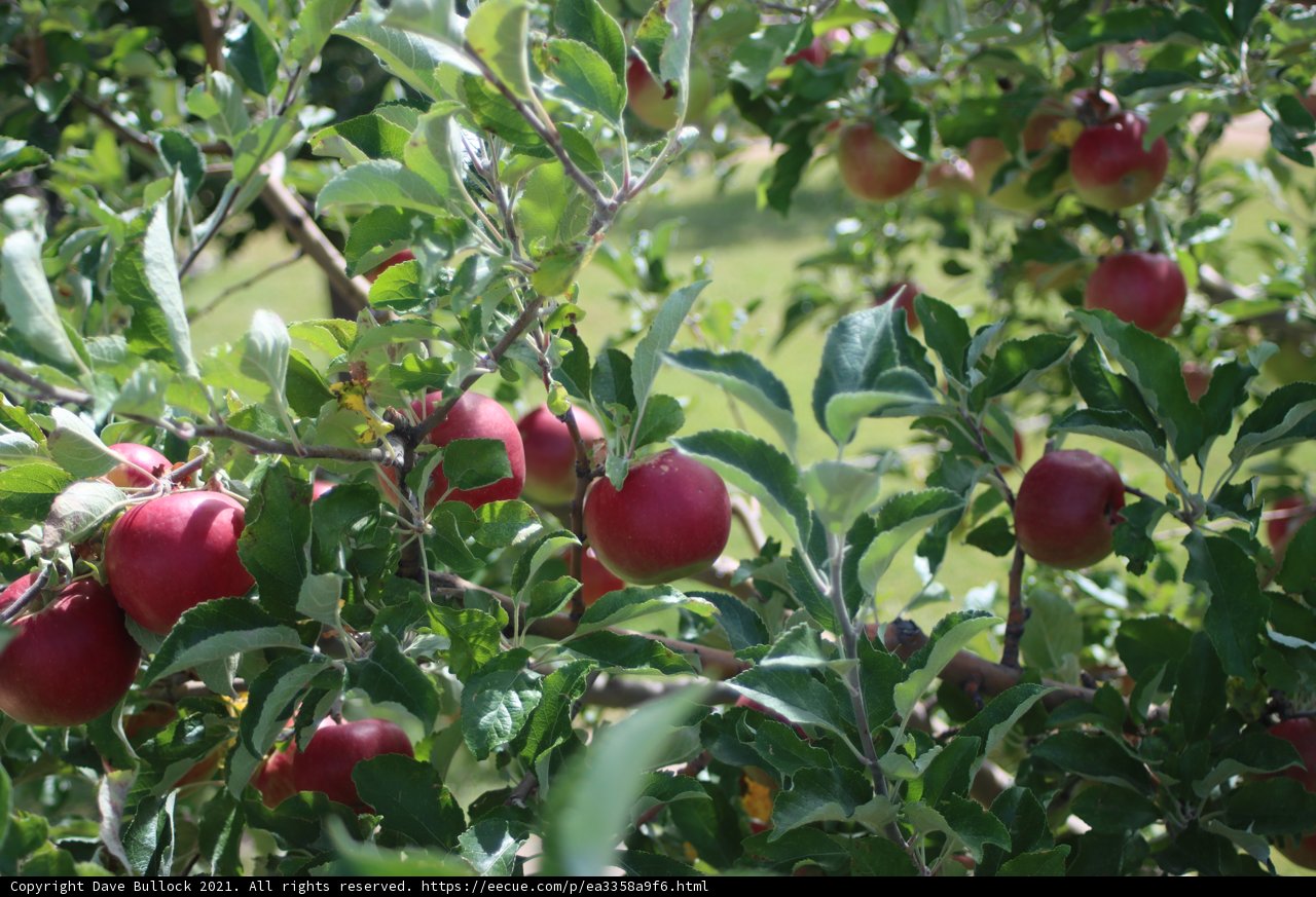 A Bountiful Tree