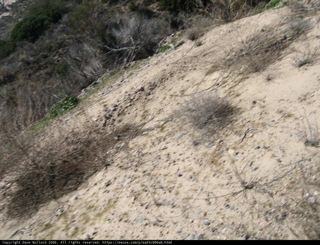 Walking on the Wild Side