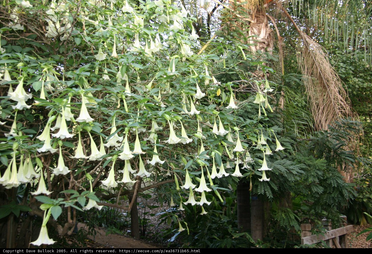 White Flowering Tree in the Rainforest