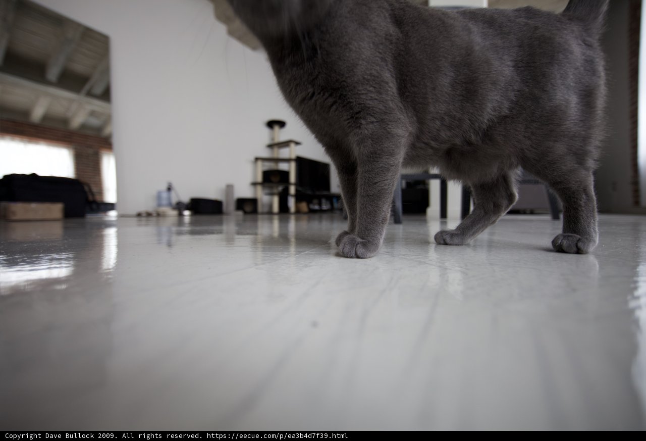 Plywood Paws