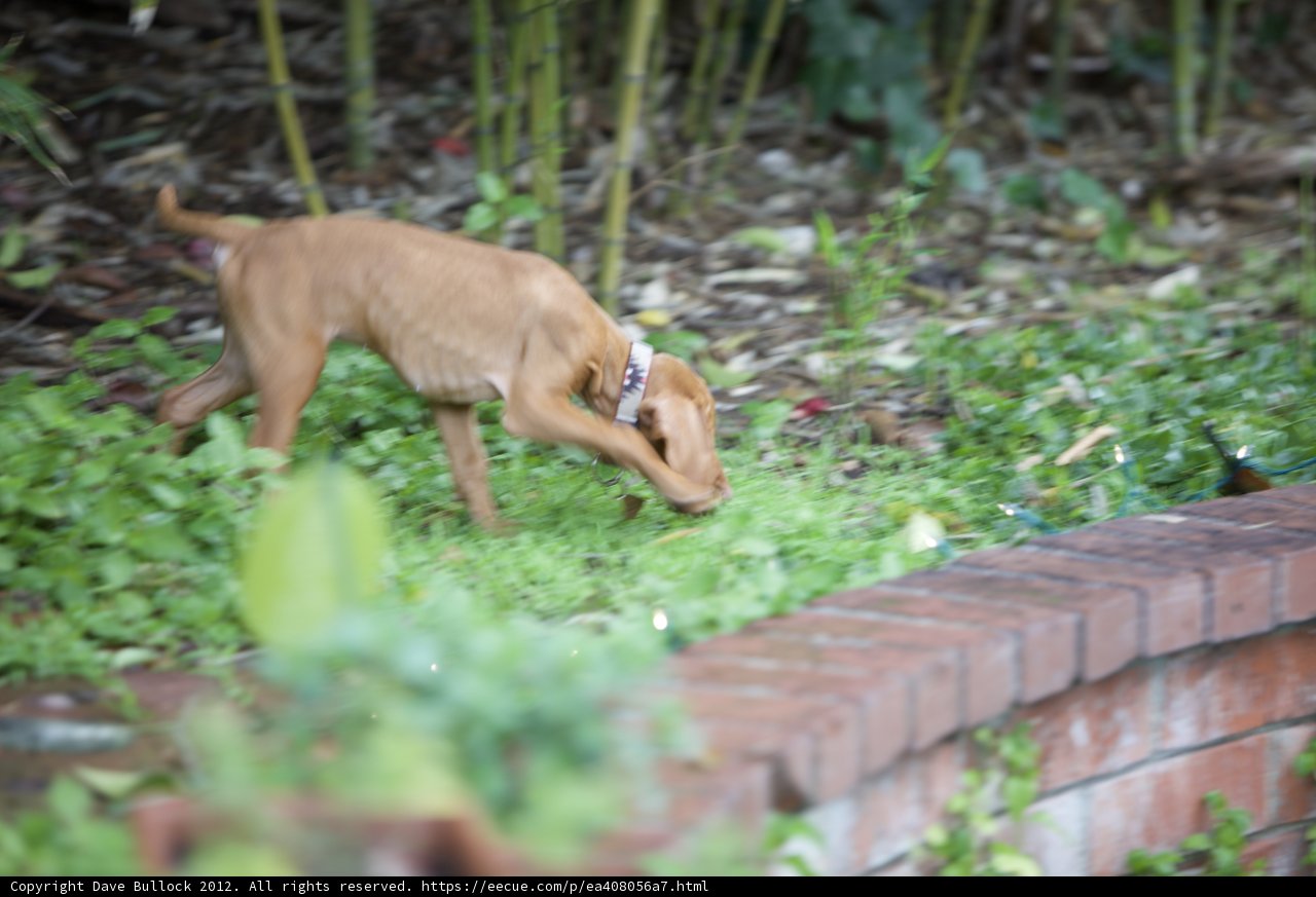 Canine Curiosity