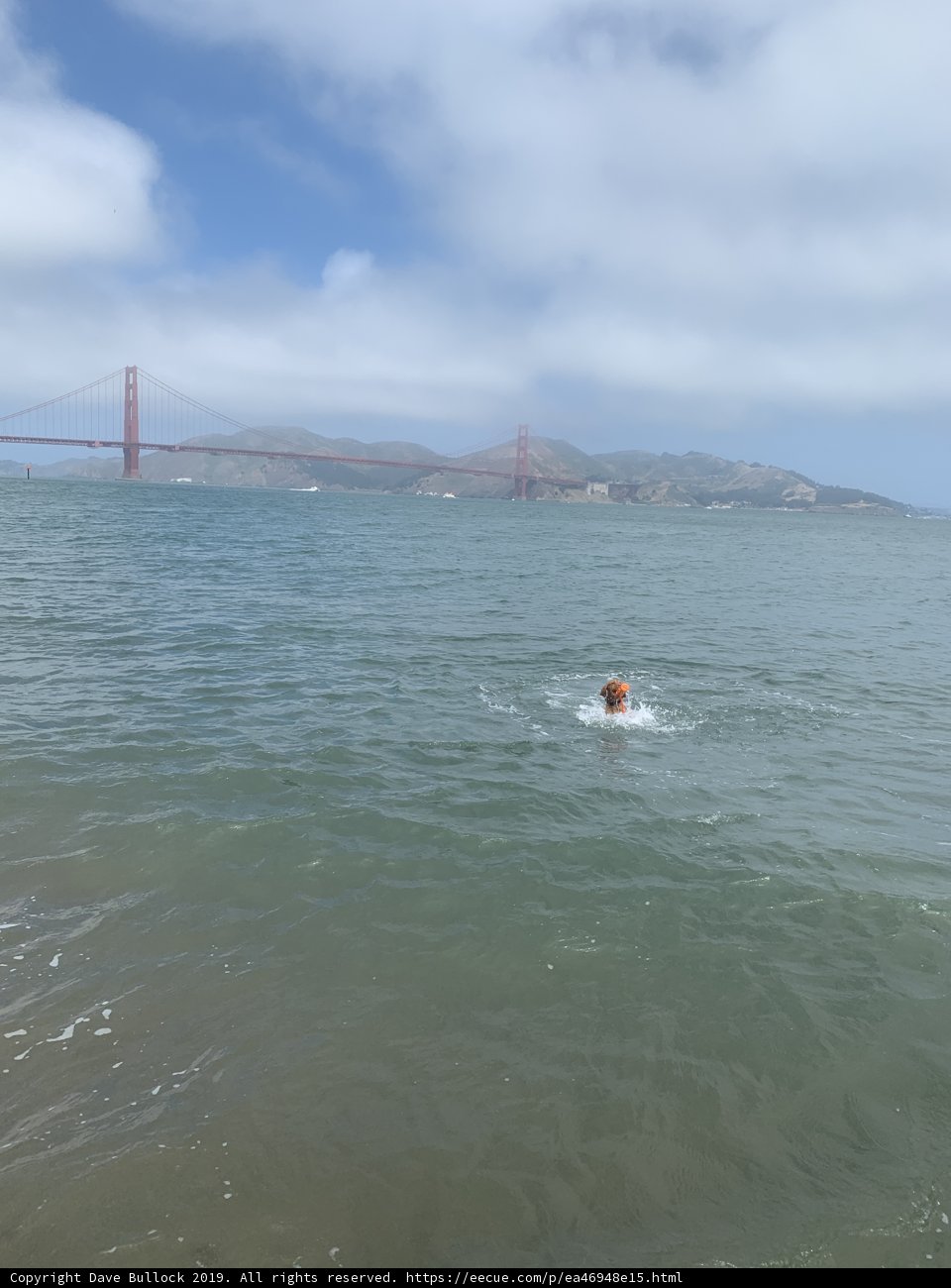 Swimming in the Shadow of the San Francisco Bridge