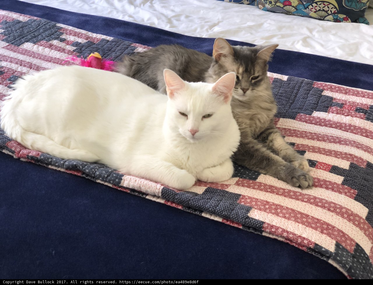 Cozy Cat Nap