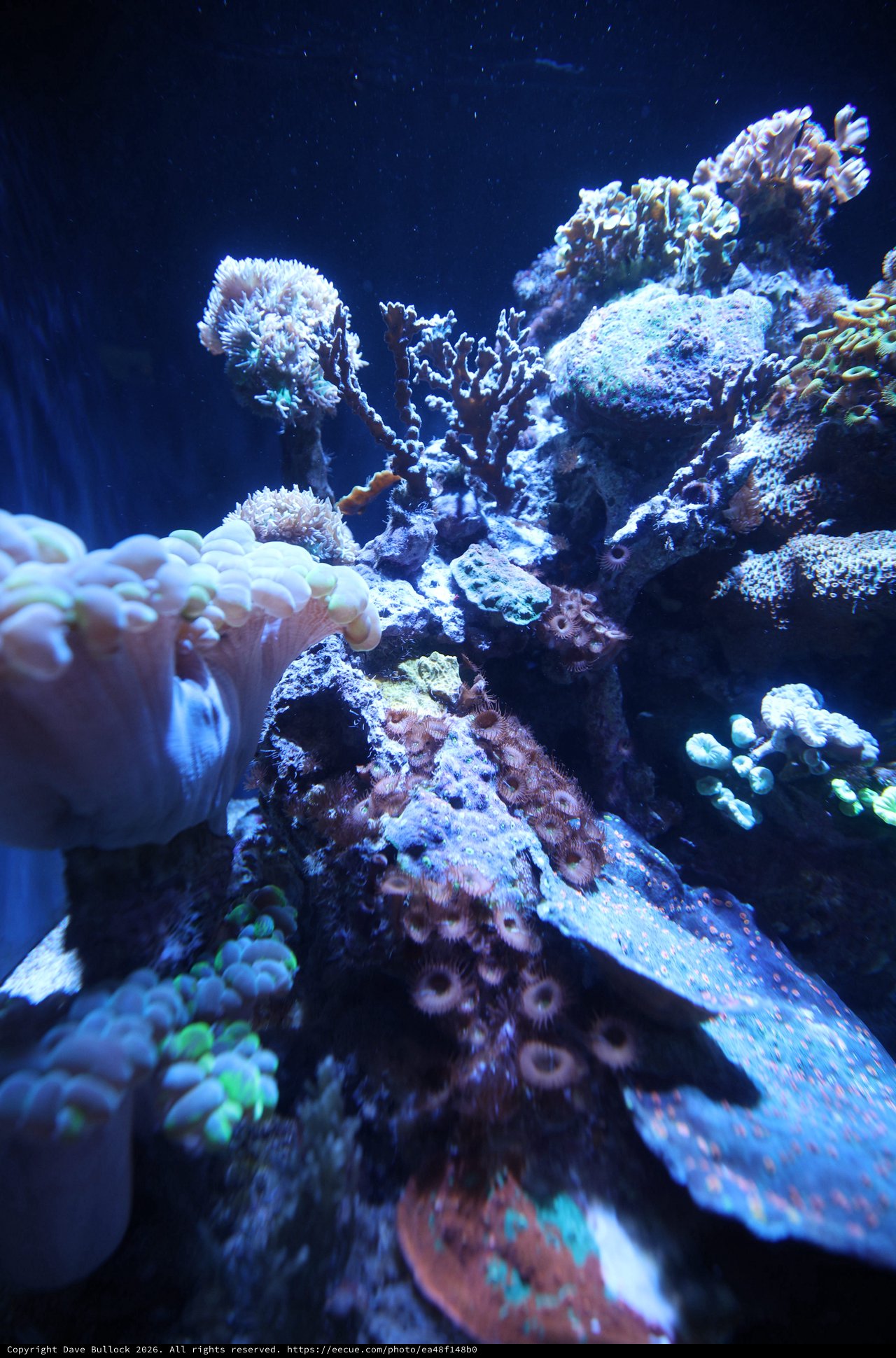 Vibrant Coral Reef Display in Marine Aquarium