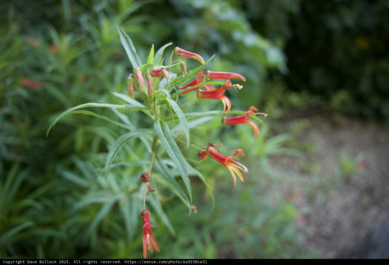 Floral Elegance at San Francisco Botanical Garden
