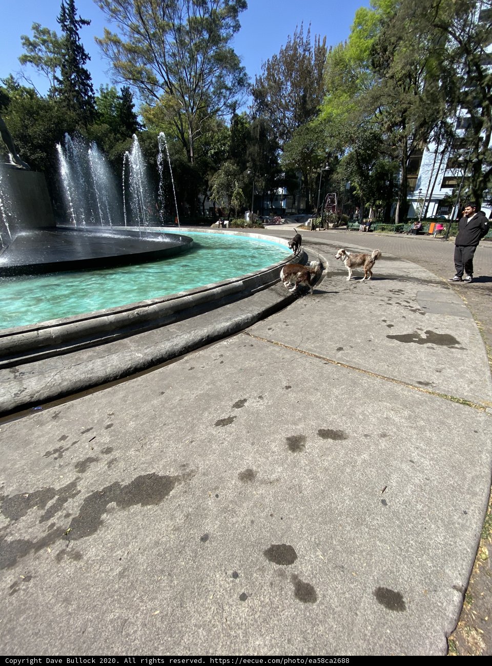 Paws-ing by the Fountain