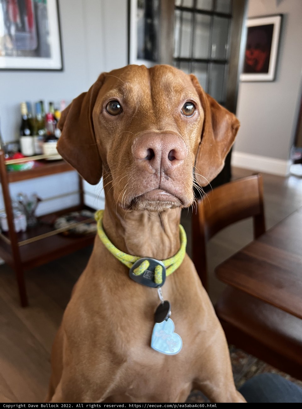 Fashionable Collar for a Furry Friend
