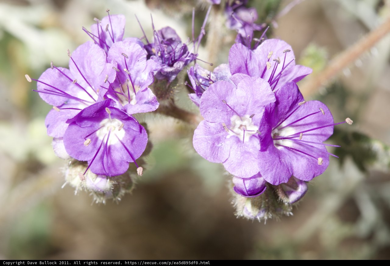 Desert Blooms