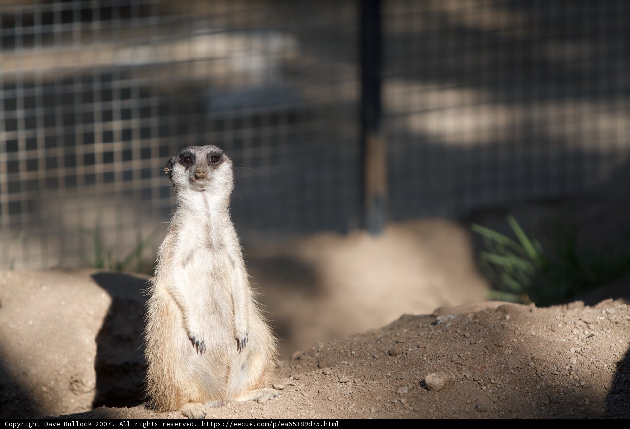 Meerkat on the Lookout