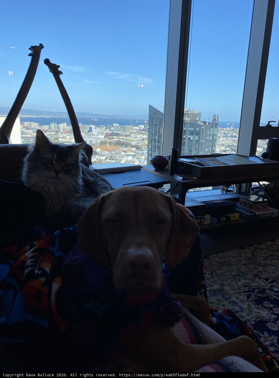 Furry Friends on the City Couch