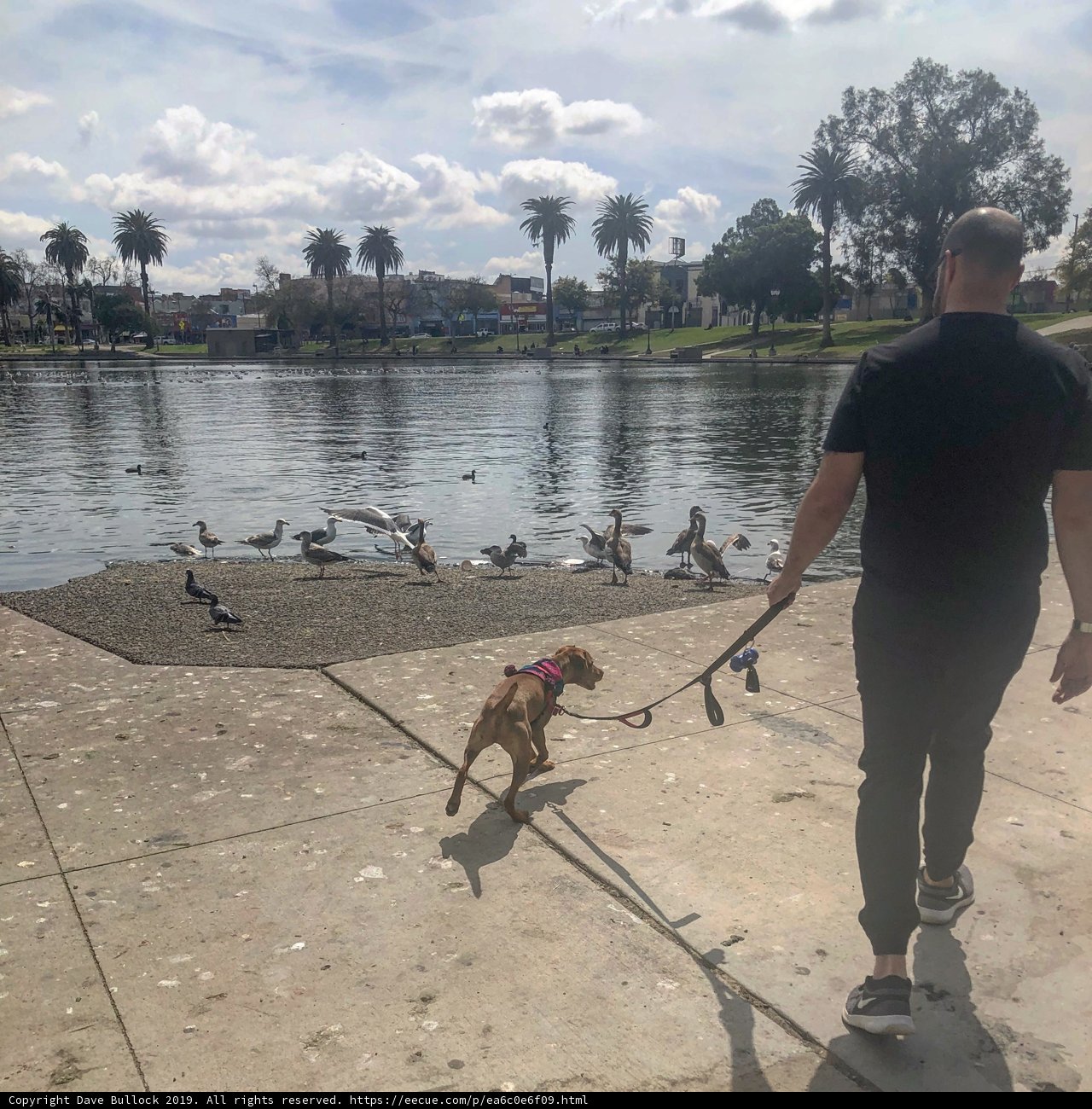 Man and Dog Walking Near the Lake